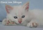 Elaros ein Neva Masquarade Katerchen