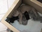 6 süße BKH-Mischling Kätzchen