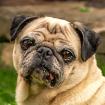 AMY MO - netter Mops - 9 Jahre - Tierhilfe-Franken e. V.