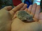 Igel Igeltanreks