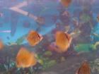 Verkaufe junge Diskus-Fische Rot-Türkis