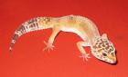 LEOPARDGECKOS FARBZUCHTEN anzugeben günstig