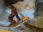 Boa constrictor constrictor