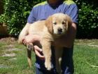 Golden Retriever Welpen