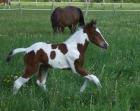 Bildhübsches bay-tobiano Painthorse Stutfohlen