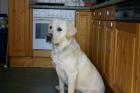 15 Monate alter blonder labradorrüde mit 6 Kindern aufgewachsen sucht lieben zuh