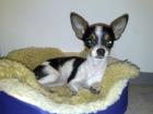 HUND wird VERMISST - FINDERLOHN
