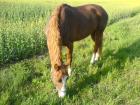 RB in SDL an 9jähriger Stute Rist 1 70m