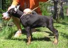 CAYA Dobermann hat noch 3 Rüden zu vergeben