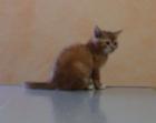 Eine oder Zwei 8 Wochen alte Katzen abzugeben