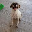 Vana - typisch Terrier lebhaft und aktiv