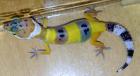 Leopardgeckos DNZ 2022 Weibl. Hypo/High Yellow/Wildfarben