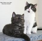 Süßes Selkirk Rex Baby