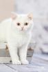 Adoptiveltern gesucht BKH Babys in white blue white tabby suchen.