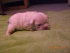 Belle-Colore französische Bulldoggen vom Züchter noch 1 Rüde