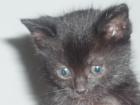 Kleines süßes Katzenbaby Mäuschen sucht liebes und neues zu Hause