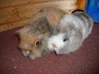 2 liebe Zwergkaninchen suchen ein liebes zuhause