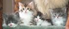 Norwegische Waldkatzenbabys suchen liebevolles Zuhause