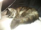 2 wunderschöne Maine Coon in liebevolle Hände abzugeben