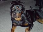 Kinderlieben Rottweiler zu verkaufen