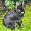 TSCHERNUSCHKO - Zwergkaninchen - 8 Monate - Tierhilfe-Franken e. V.