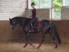Suche Reitbeteiligung Telgte Handorf