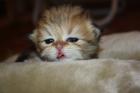 Wunderschönes Exotic Shorthair Mädchen sucht ein liebevolles Zu Hause