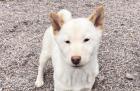 Yui - Shiba Inu-Mischling - lieb verspielt