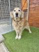 Brilliance w 11 Jahre 60 cm Slowakei