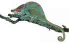 Chamäleons abzugeben Furcifer Chamaeleo Trioceros Bradypodion Calumma