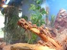 Wunderschöne Bartagamen - Babys aus eigener Nachzucht abzugeben