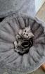 Bkh Kitten whiskas/ tabby