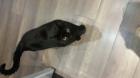 Kater sucht ein Zuhause