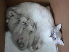 Ragdoll Babys stellen sich vor.