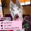 Alchin - Husky-Laika Mix - freundlich süß