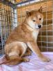 Shuzo - Shiba Inu Mix