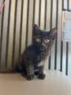 12 Wochen alt 1 x schwarz - Weibchen sehr niedliche Kitten abzugeben