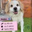 Rodeo m 5 Jahre 45 cm Slowakei