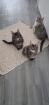 Maine Coon Kitten / Coonies /Kitten