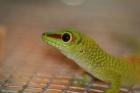 Grosser Madagaskar Taggecko aus Hobbyzucht sehr schöne Tiere DNZ 2022