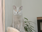 BKH Deckkater ist bereit zum Decken