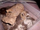 1 1 Sistrurus c. tergeminus