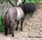 Pflegebeteiligung gesucht Mann sucht Pferd