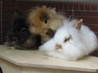3 süße Kaninchen ca. 7 Mon. alt in liebevolle Hände abzugeben auch einzeln