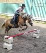 Suche Reitbeteiligung Emden Krummhörn