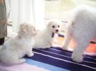 Jetzt neu in im kreis borken von tiffany s garden die bichon a poil frise und bo