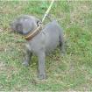 Wir züchten Staffordshire Bull Terrier im VDH/GBF.
