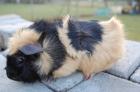 Rosettenmeerschweinchen mit Stammbaum