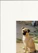 Rassmorüde sucht nette Hundedamen