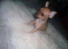 Kleines Zwergpinscher Baby männlich zu verkaufen